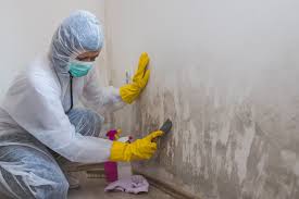 Best Mold Documentation for Insurance Claims in USA